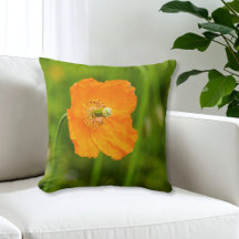 Mooie Oranje Klaproos Bloem Zomer Foto Groen