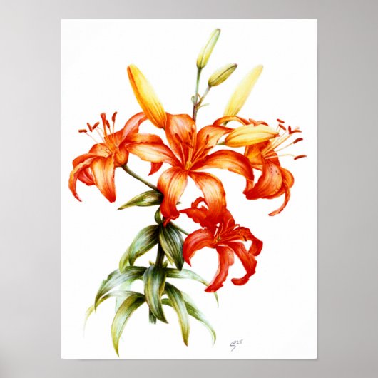 Mooie oranje lileugenpotlood en waterverf kunst poster (Voorkant)
