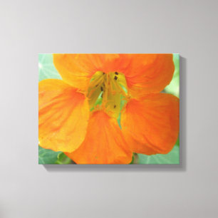 Mooie Oranje Oostindische Kers Bloem Canvasprint Canvas Afdruk
