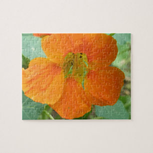 Mooie Oranje Oostindische Kers Bloem Puzzel