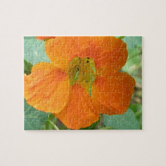 Mooie Oranje Oostindische Kers Bloem Puzzel (Horizontaal)