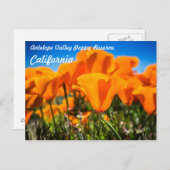 Mooie Oranje papaverbloemen in een veld Briefkaart (Voorkant / Achterkant)