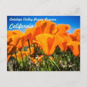 Mooie Oranje papaverbloemen in een veld Briefkaart