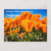 Mooie Oranje papaverbloemen in een veld Briefkaart (Voorkant)