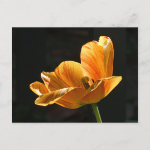 Mooie Oranje Tulp Close-up DIY Briefkaart