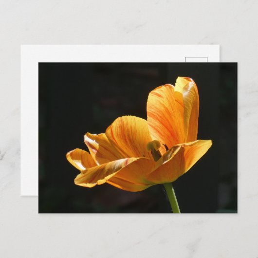 Mooie Oranje Tulp Close-up DIY Briefkaart (Voorkant / Achterkant)