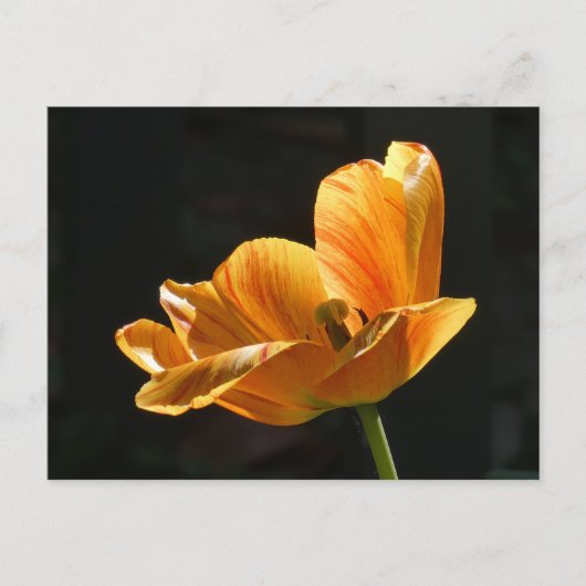 Mooie Oranje Tulp Close-up DIY Briefkaart (Voorkant)