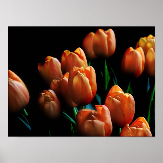 Mooie Oranje Tulpen op zwart Poster (Voorkant)