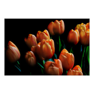 Mooie oranje tulpen op zwarte poster