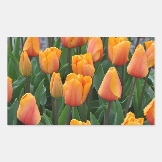 Mooie oranje tulpen rechthoekige sticker (Voorkant)
