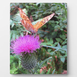 Mooie oranje vlinder op distelbloem fotoplaat