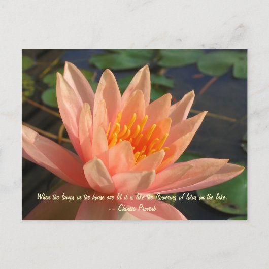 Mooie Oranje waterlelie Briefkaart (Voorkant)