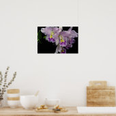 Mooie orchidee, cattleya (ariel x labiata) poster (Keuken)