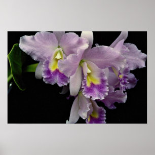 Mooie orchidee, cattleya (ariel x labiata) poster