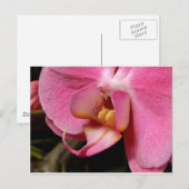 Mooie orchidee foto's briefkaart (Voorkant / Achterkant)