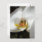 Mooie orchidee foto's briefkaart (Voorkant / Achterkant)