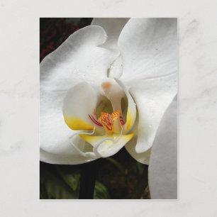 Mooie orchidee foto's briefkaart