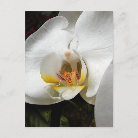 Mooie orchidee foto's briefkaart (Voorkant)