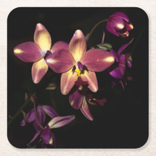 Mooie orchideeën kartonnen onderzetters