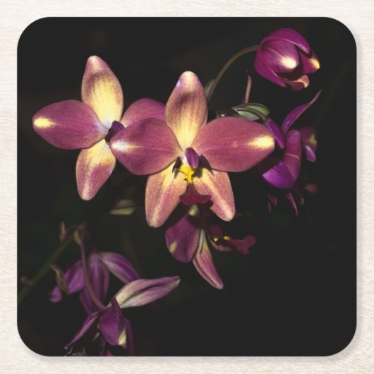 Mooie orchideeën kartonnen onderzetters (Voorkant)