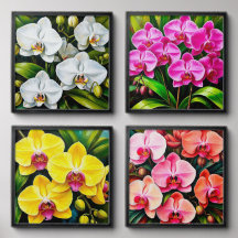 Mooie Orchideeën