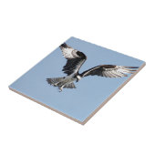 Mooie Osprey-vogel op zoek naar prooi Tegeltje (Zijkant)