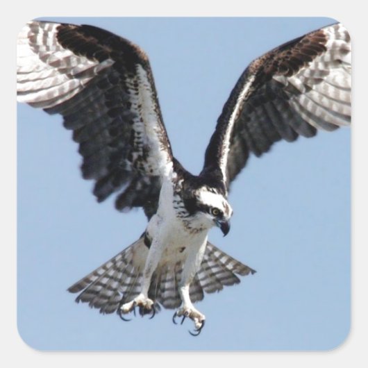 Mooie Osprey-vogel op zoek naar prooi Vierkante Sticker (Voorkant)