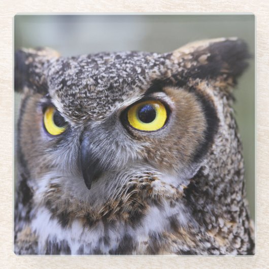 Mooie Owl Glazen Onderzetter (Voorkant)