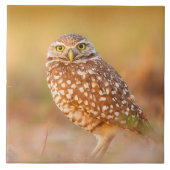 Mooie Owl Tegeltje (Voorkant)