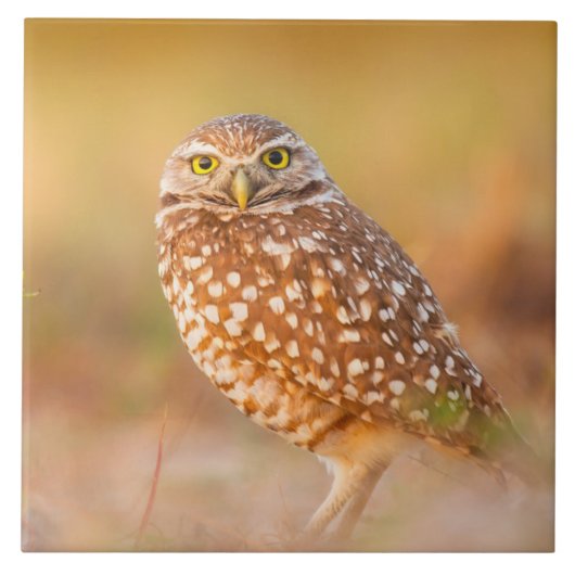 Mooie Owl Tegeltje (Voorkant)