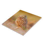 Mooie Owl Tegeltje (Zijkant)