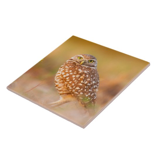 Mooie Owl Tegeltje (Zijkant)