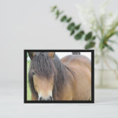 Mooie Paard Briefkaart (Staand voorkant)