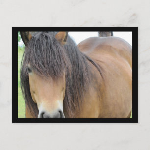 Mooie Paard Briefkaart