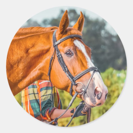 Mooie Paard Hoofd Foto Close-up Ronde Sticker (Voorkant)