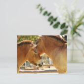 Mooie paarden briefkaart (Staand voorkant)