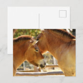 Mooie paarden briefkaart (Voorkant / Achterkant)