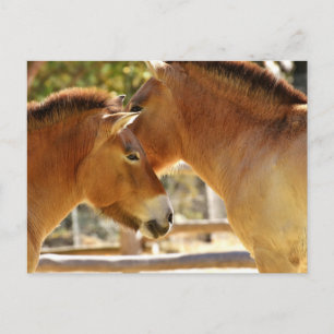 Mooie paarden briefkaart