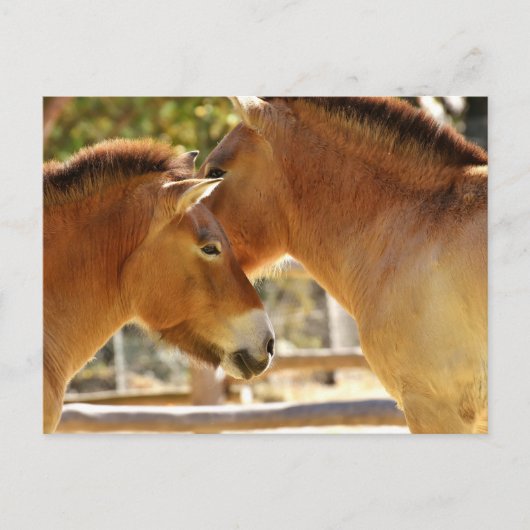 Mooie paarden briefkaart (Voorkant)