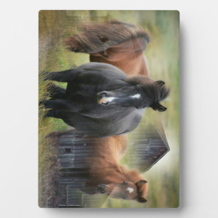 Mooie paarden en bijtende Barn Fotoplaat