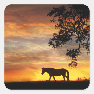 Mooie paarden in een bruisende zonneboer. vierkante sticker
