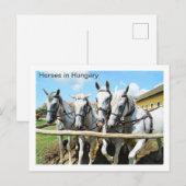 Mooie paarden in Hongarije Briefkaart (Voorkant / Achterkant)