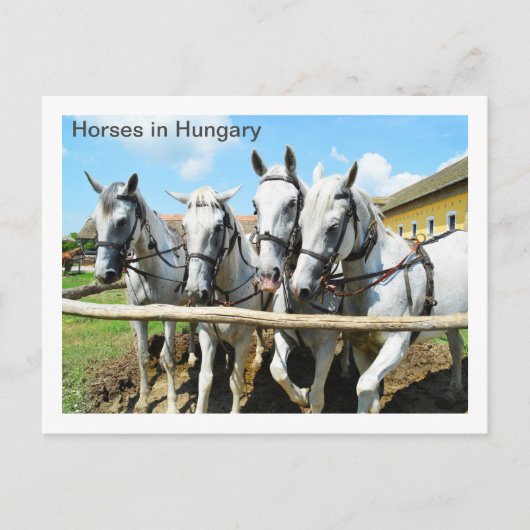 Mooie paarden in Hongarije Briefkaart (Voorkant)