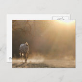 Mooie paarden in zonlicht briefkaart (Voorkant / Achterkant)