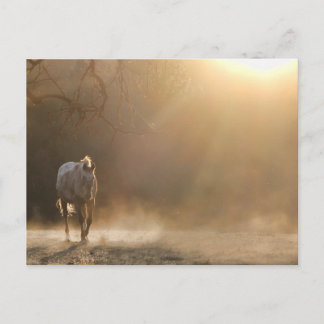 Mooie paarden in zonlicht briefkaart