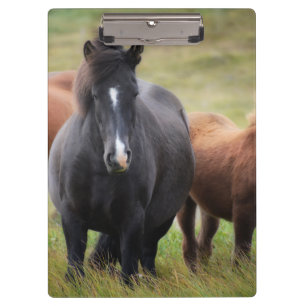 Mooie paarden klembord