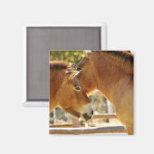 Mooie paarden magneet (Voorkant / Achterkant)