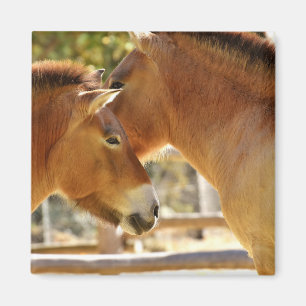 Mooie paarden magneet