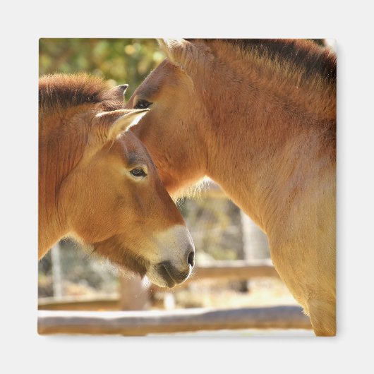 Mooie paarden magneet (Voorkant)