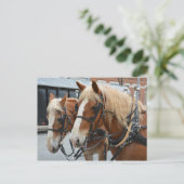 Mooie paarden met drijvende kracht briefkaart (Staand voorkant)